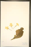 Primula vulgaris RCPGdnHerbarium (165).JPG